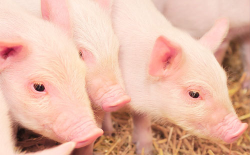 生猪调运到底是好事还是坏事 对养殖户有何影响?