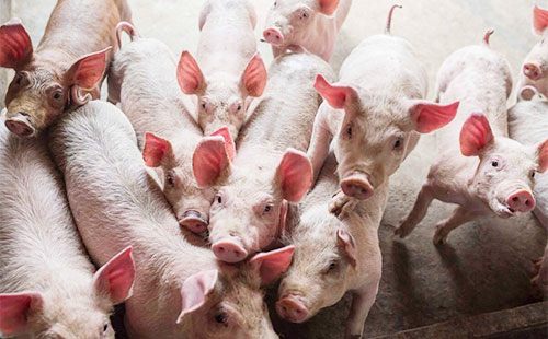 拉猪的畜禽运输车属于特种车吗？畜禽运输车分类