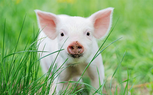 当前生猪区域长途运输的现状及存在问题